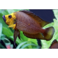 Altolamprologus Compressiceps Mutondwe 3-4cm Altolamprologus Compressiceps Mutondwe 3-4cm